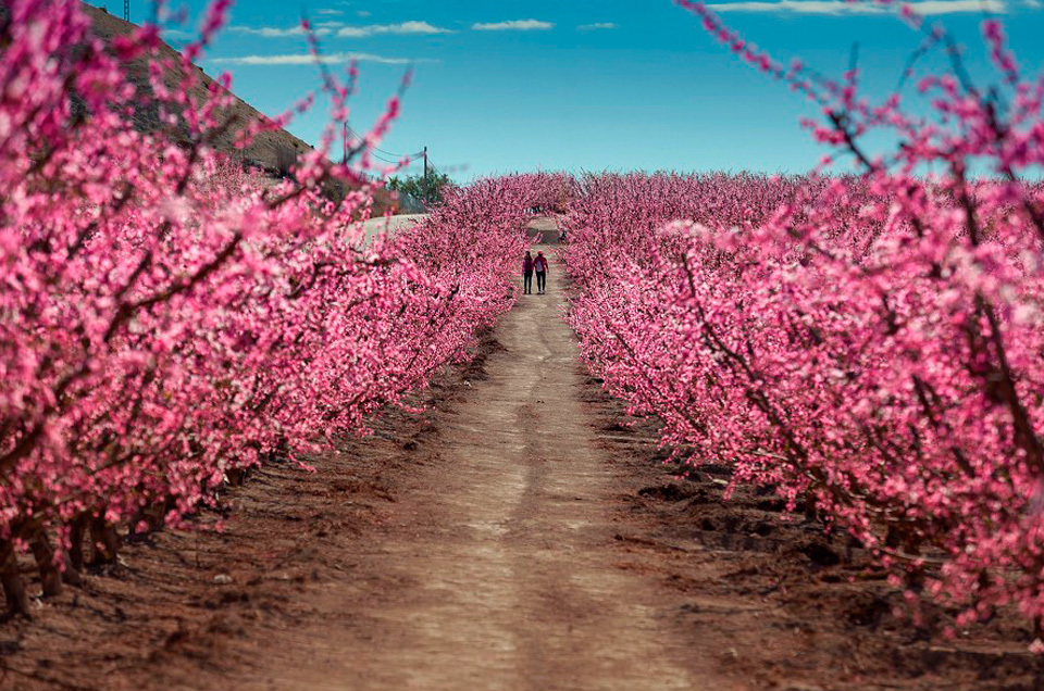 Nueva Vía Verde en la Región de Murcia. Descubre la Vía Verde de La Floración de Cieza en www.viasverdes.com